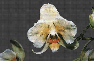 (image for) Orchid